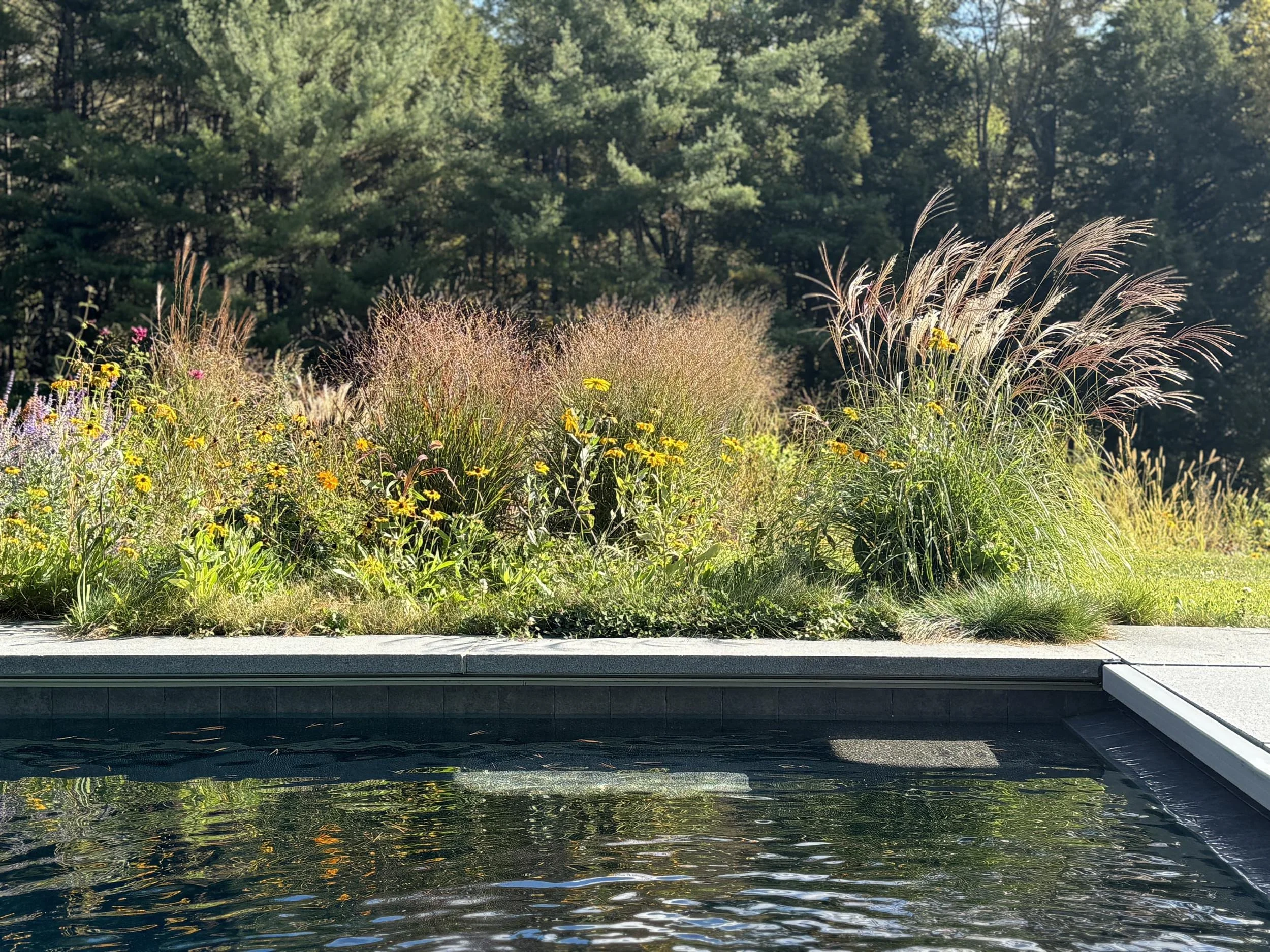 Modern Meadow — MELISSA WOOD LANDSCAPE ARCHITECT